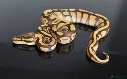Python Snake reptiles for sale: Amazing baby ball pythons - Advert 14