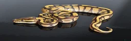 Python Snake reptiles for sale: Amazing baby ball pythons - Advert 14
