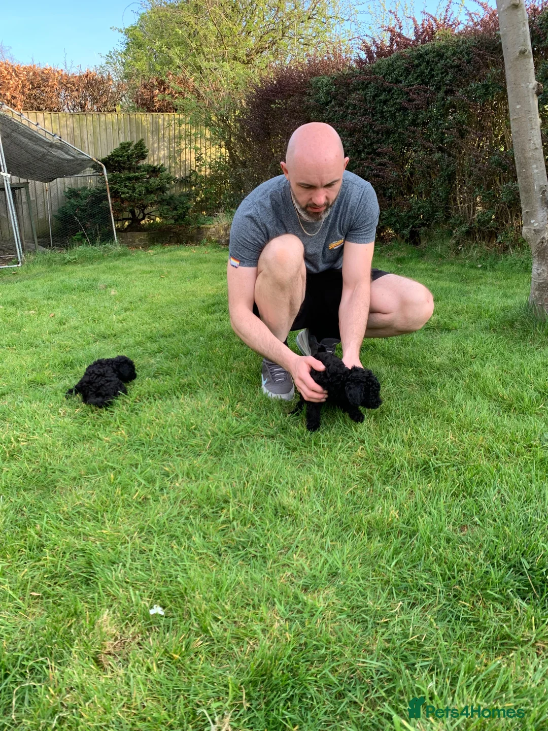 Toy Poodle dogs for sale: Beautiful Toy poodles for sale - Advert 9