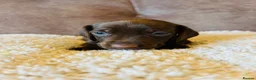 Miniature Dachshund dogs for sale: Stunning litter short hair mini dax  - Advert 12