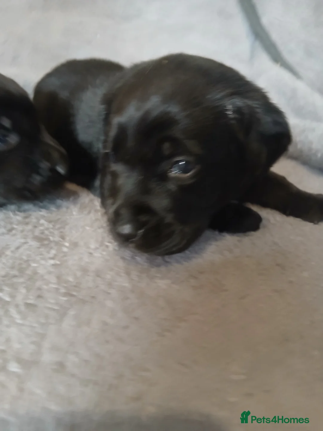 Labrador Retriever dogs for sale: Gorgeous chunky labrador puppies - Advert 2