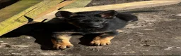 Golden Shepherd dogs for sale:  German Shepherd Puppies KC Reg – Champion Breed. - Advert 11