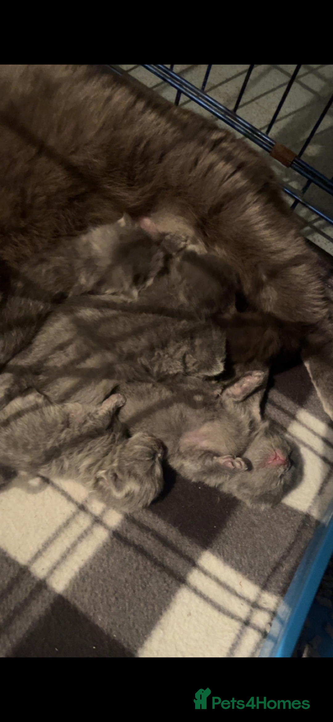 British Shorthair cats for sale: British shorthair kittens - Image 1