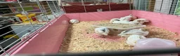 Mixed Breed birds for sale: Jumbo quail  in Birmingham - Advert 1