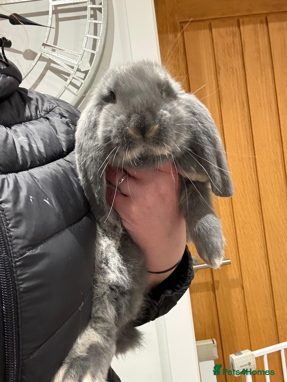 French Lop rabbits 1 Stunning French lop buck.   - Advert 3