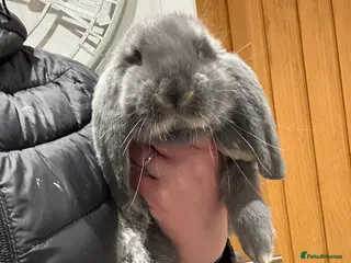 French Lop rabbits 1 Stunning French lop buck. - Advert 4