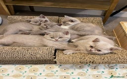British Shorthair cats for sale: British Shorthair Kittens - Ready in 3 Weeks! - Image 1