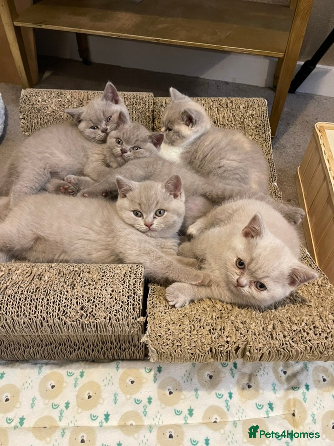 British Shorthair cats for sale: British Shorthair Kittens - Ready in 3 Weeks! - Image 1