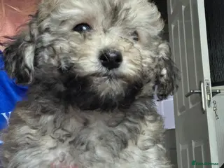 Jackapoo dogs Toy poodle 3/4 puppies - Advert 4