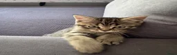 Mixed Breed cats for sale:  Tabby Kitten  Scot Fold Mum & Brit. Long hair Dad - Advert 2
