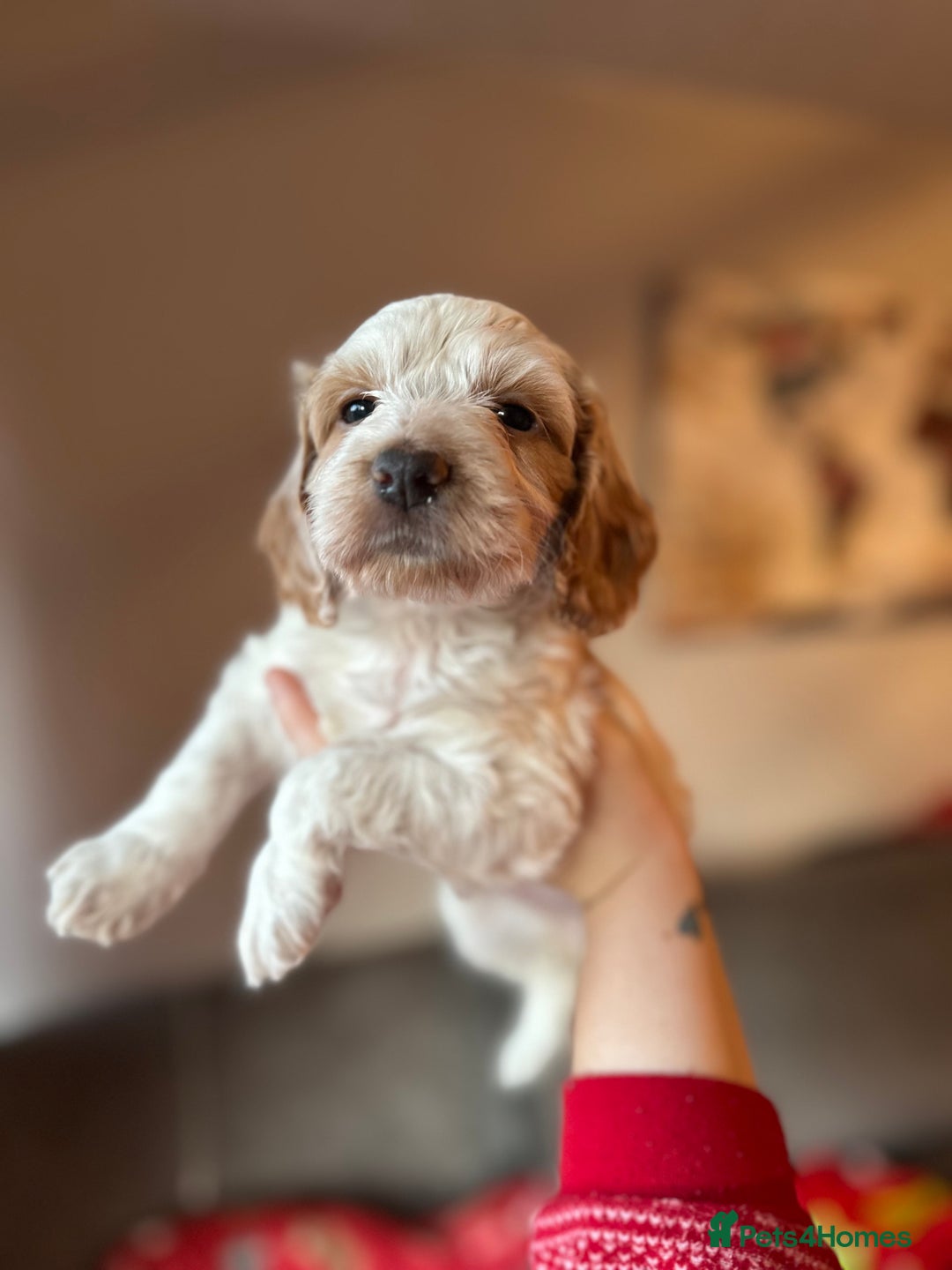Cockapoo dogs for sale: F1 cockapoos - Advert 6