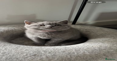 British Shorthair cats in Braintree - Advert 14
