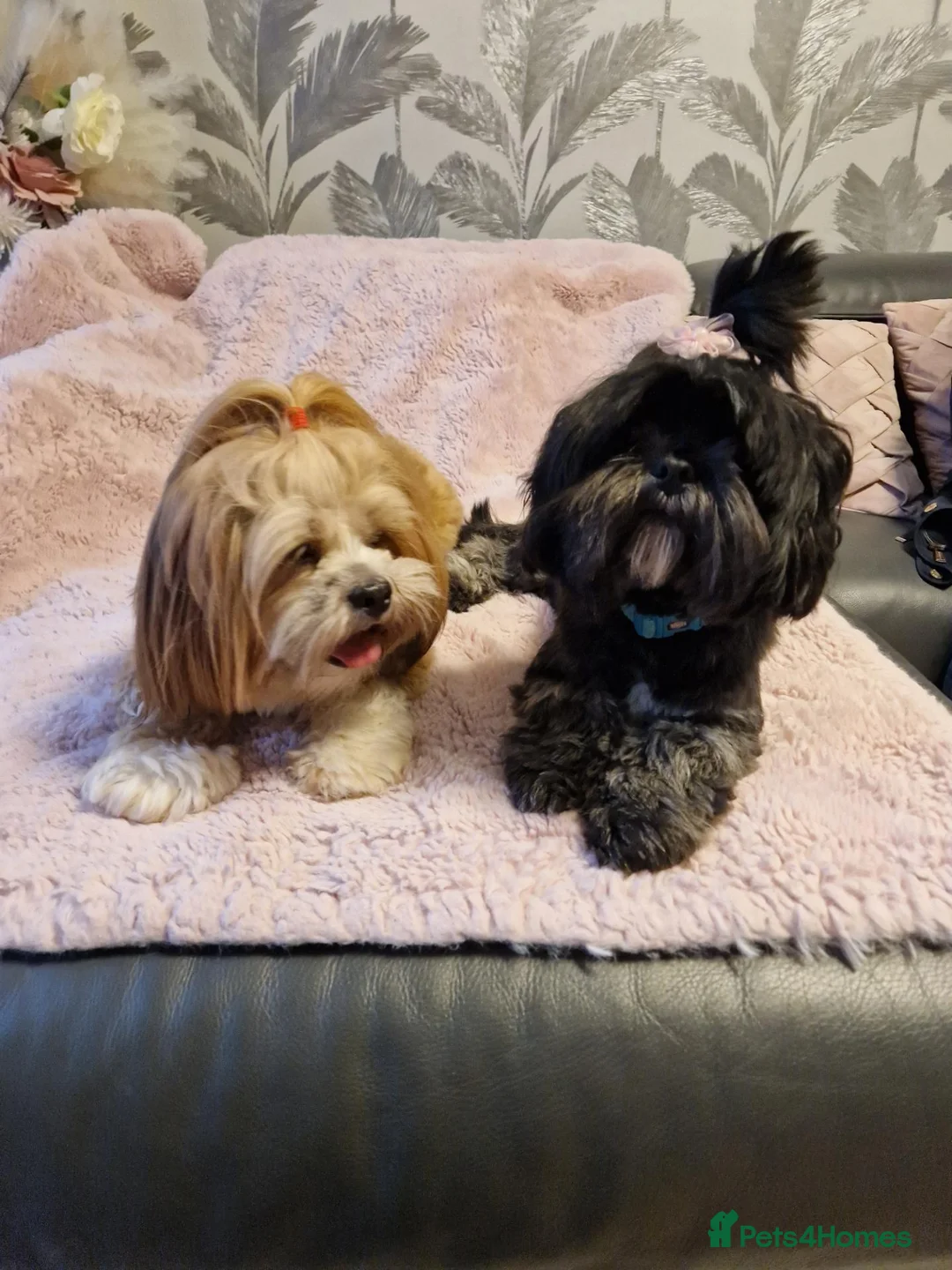 Lhasa Apso dogs for sale: Kc reg lhasa apso age 5  - Advert 2