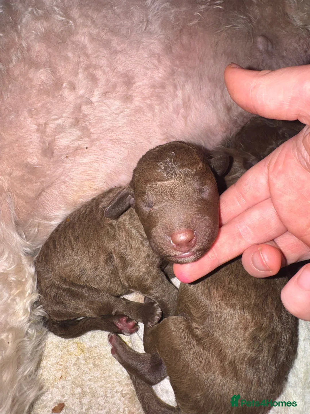 Bedlington Terrier dogs for sale: Liver Pedigree Bedlington Terrier Puppies - Advert 5