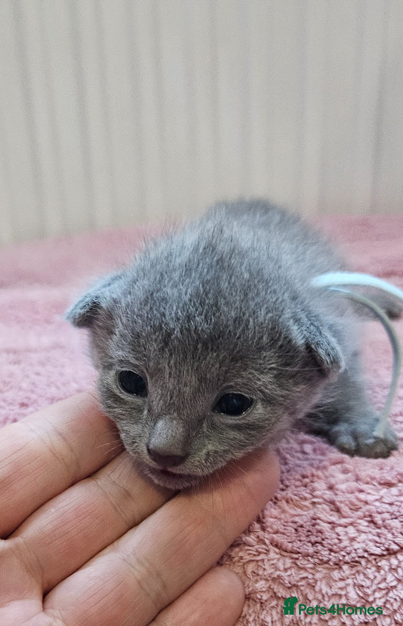 Russian Blue cats for sale: Russian Blue kittens 😸  - Advert 14