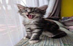 Maine Coon cats for sale: One Maine Coon silver tabby boy left. Ready now!  - Image 5