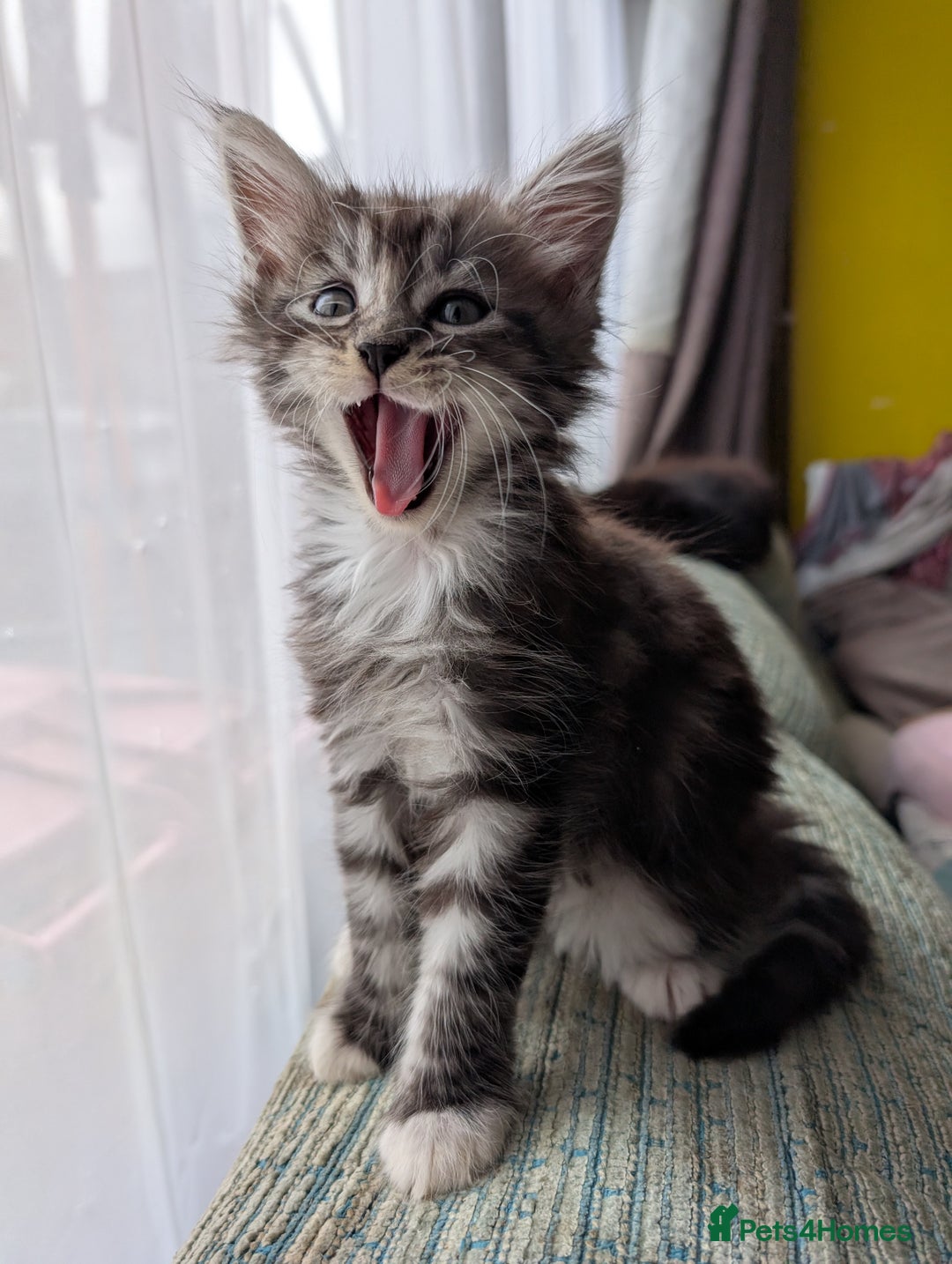 Maine Coon cats for sale: One Maine Coon silver tabby boy left. Ready now!  - Image 5