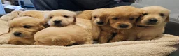 Golden Retriever dogs for sale: Golden retriever champion bloodline puppies. - Advert 4
