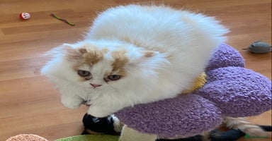 British Shorthair cats - Advert 2