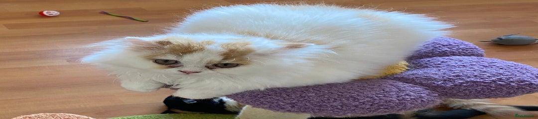 British Shorthair Kitten 1