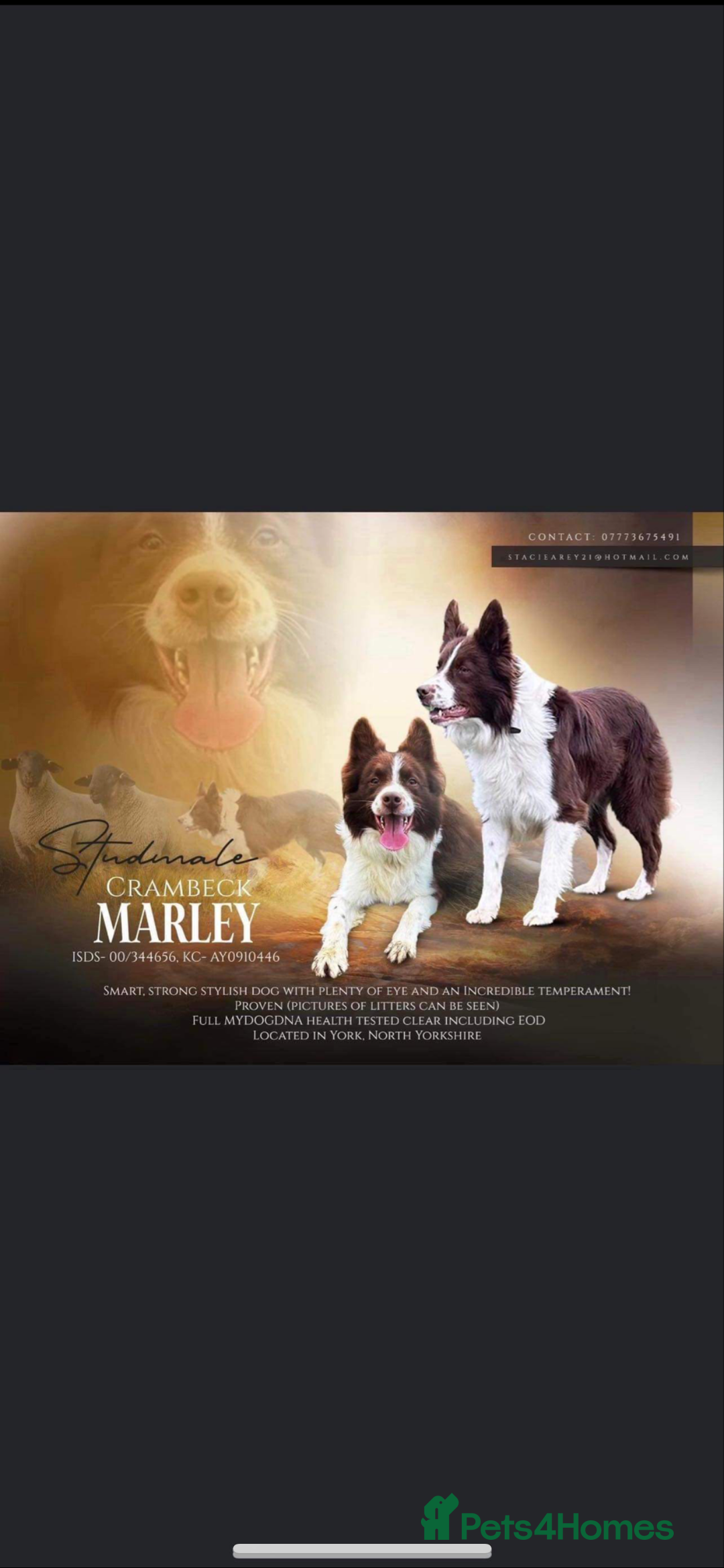 Border Collie dogs for sale: Border collie puppies  - Image 14