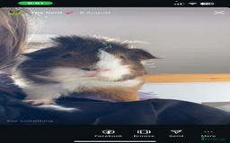 Guinea Pig rodents for sale: Male guinea pig  - Image 1