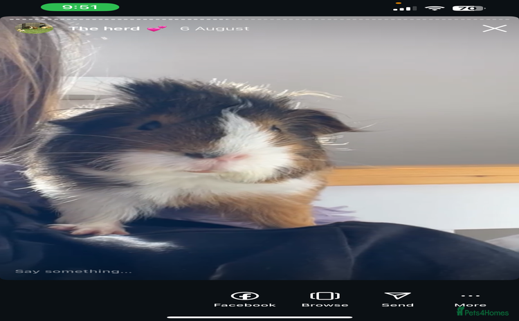 Guinea Pig rodents for sale - Advert 1