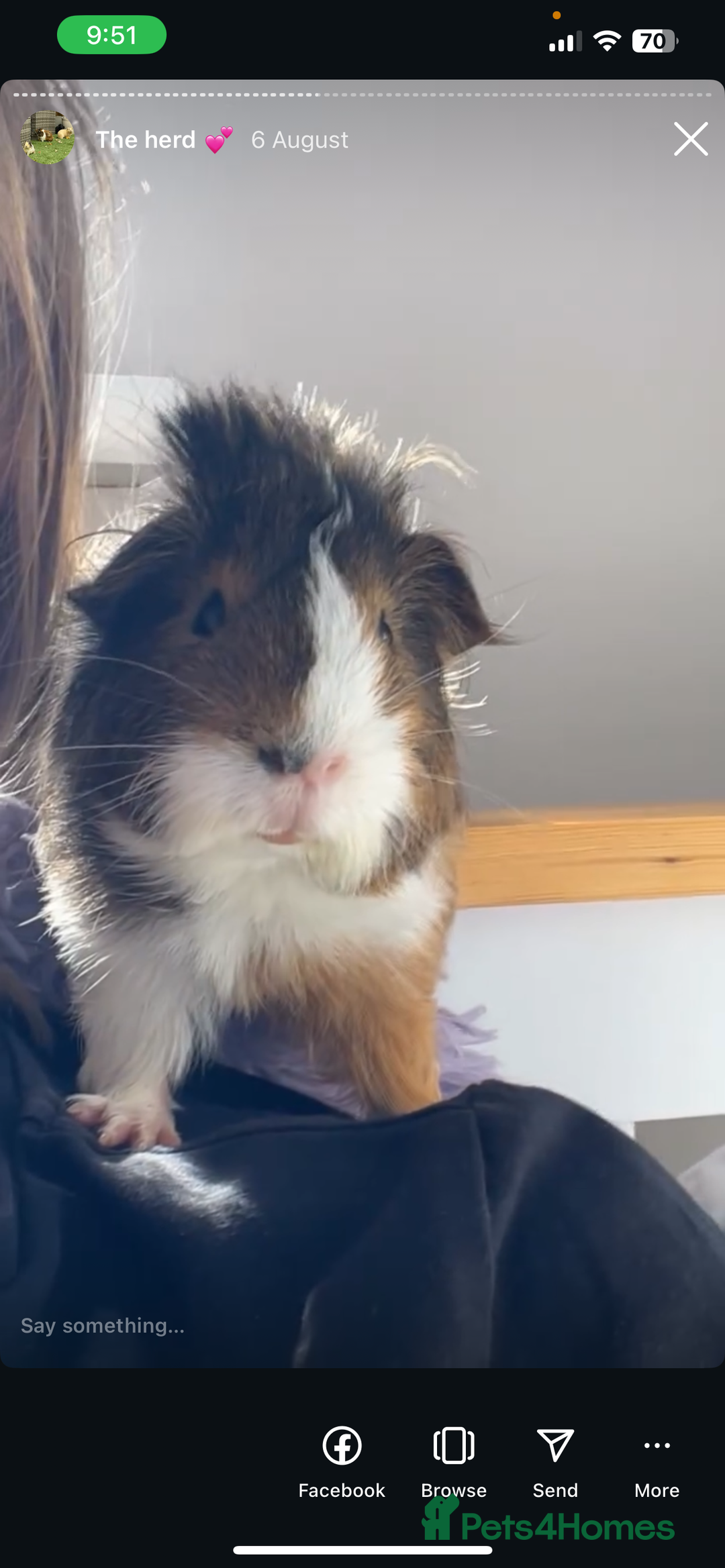 Guinea Pig rodents for sale: Male guinea pig  - Image 1