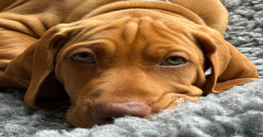 Hungarian Vizsla dogs in Thirsk - Advert 4