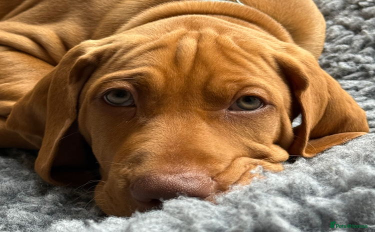 Hungarian Vizsla dogs in Thirsk - Advert 7