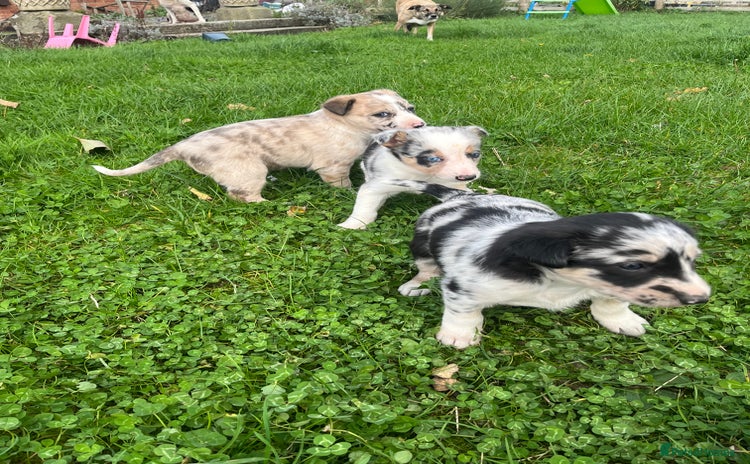Border Collie dogs 🌟READY NOW🌟 - Advert 3