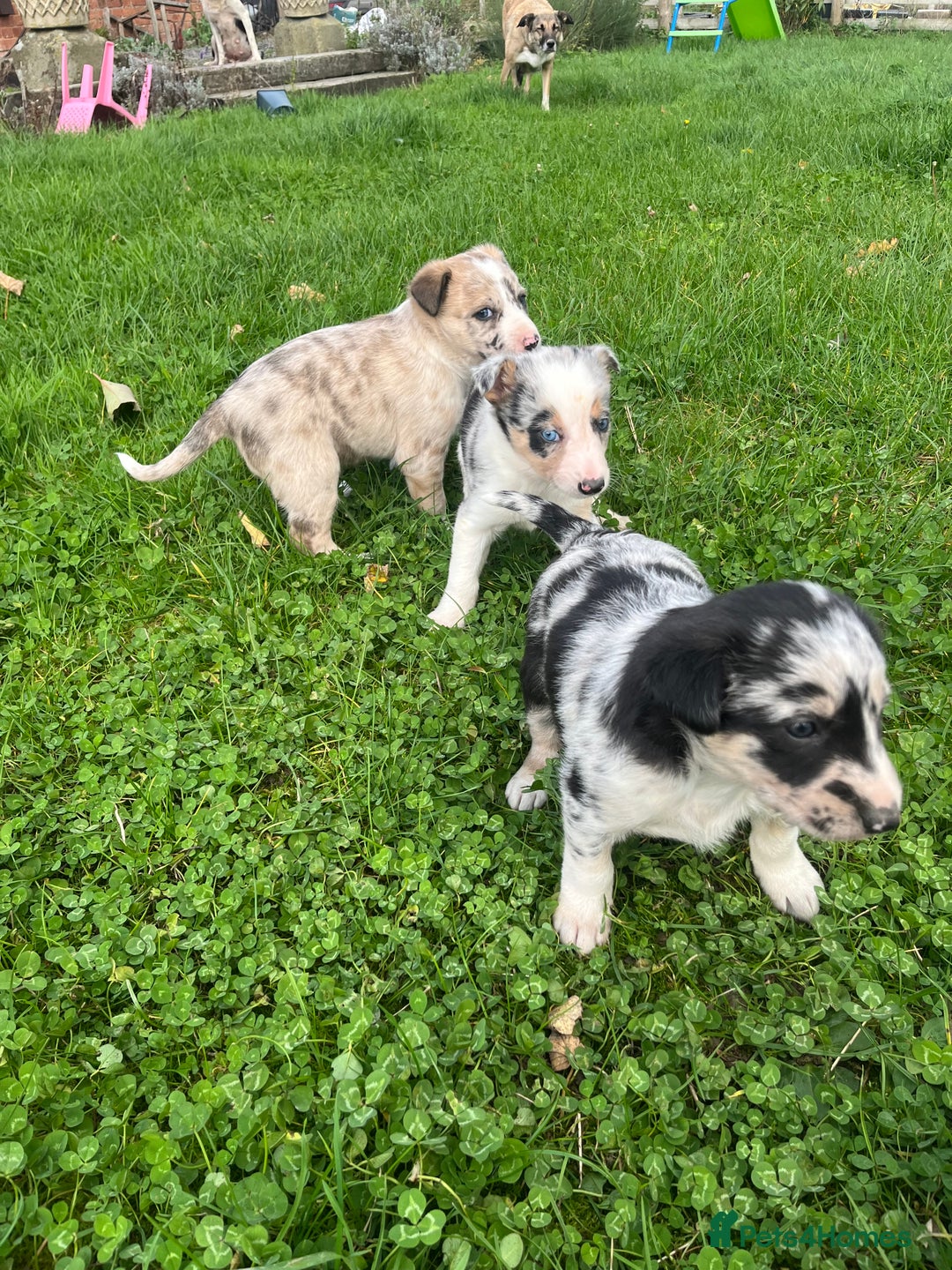 Border Collie dogs for sale: 5 beautiful pups!  - Image 9