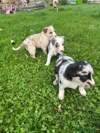 Border Collie dogs 🌟READY NOW🌟 - Advert 3