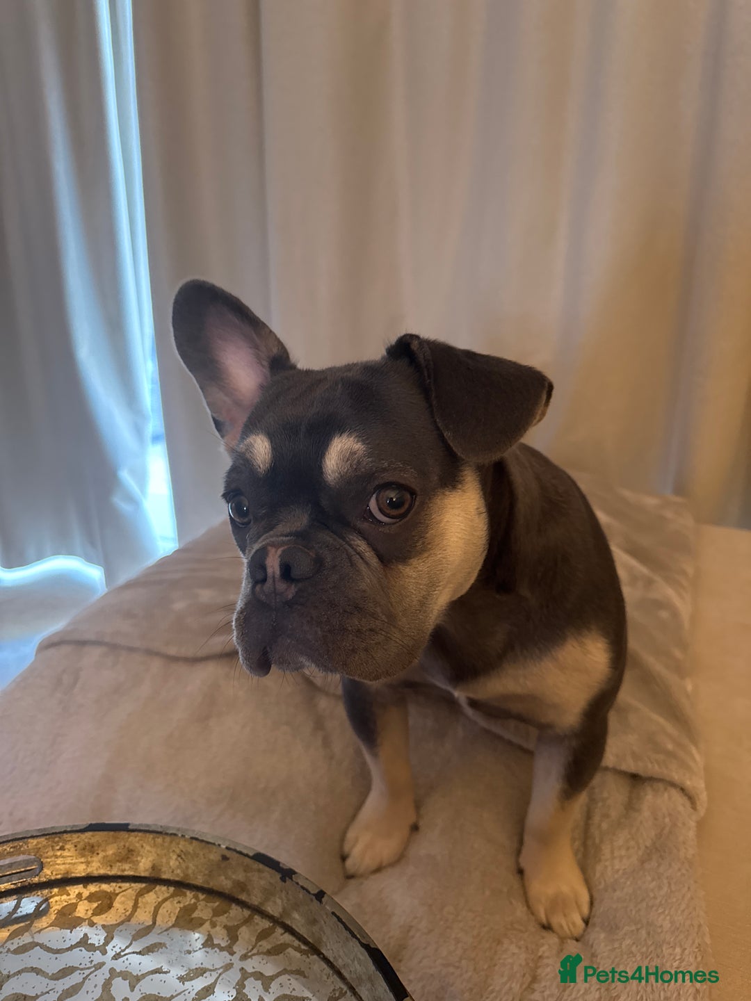 French Bulldog dogs for sale: Grey Male French Bulldog puppy 10 months - Image 4
