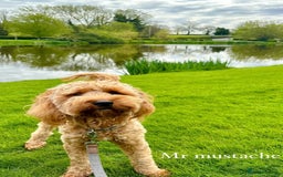 Cockapoo dogs for sale: Mylo. 2 year old Cockapoo for sale - Image 4