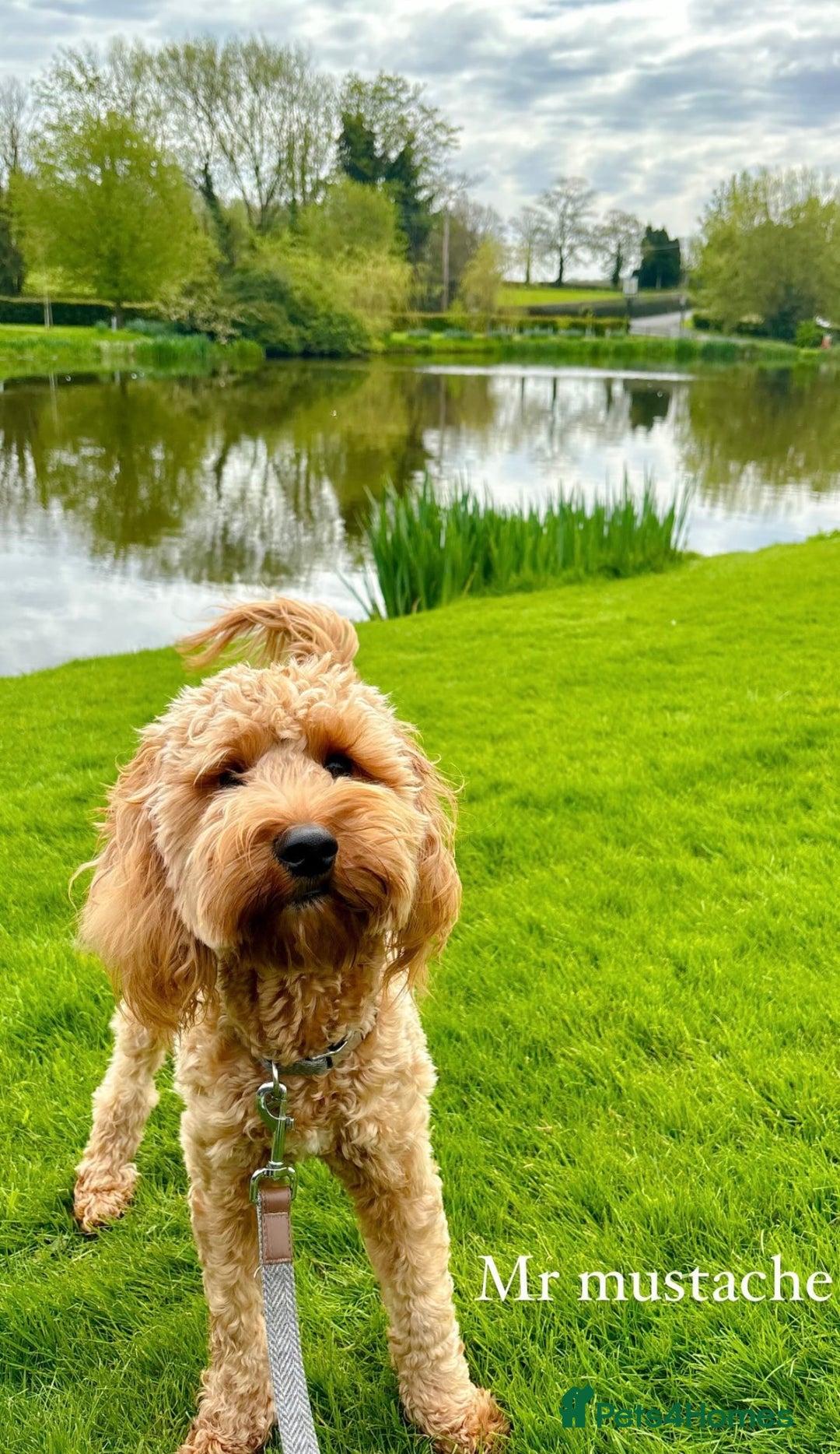 Cockapoo dogs for sale: Mylo. 2 year old Cockapoo for sale - Image 4