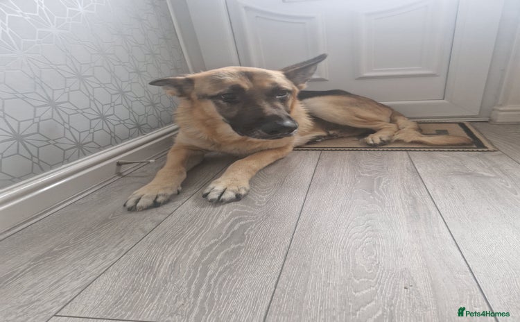 German Shepherd dogs - Advert 11