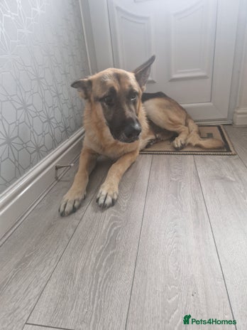 German Shepherd dogs - Advert 11