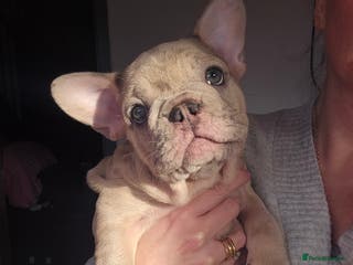 French Bulldog dogs Stunning french bulldog puppies ( ready now ) - Advert 15