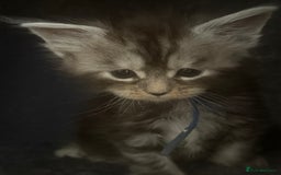 Maine Coon cats for sale: TICA registered russian poly and non poly kittens - Image 6