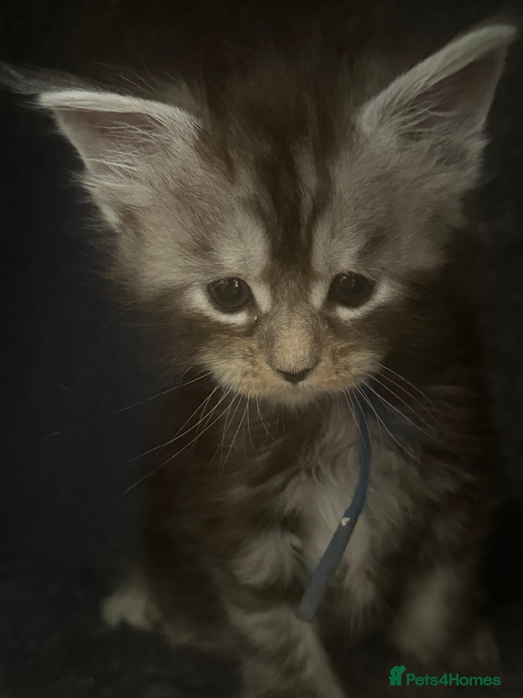 Maine Coon cats for sale: TICA registered russian poly and non poly kittens - Image 6