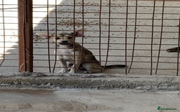 Mixed Breed dogs for adoption: Bugsy, approx 6 mnths. Available for adoption.  - Image 13