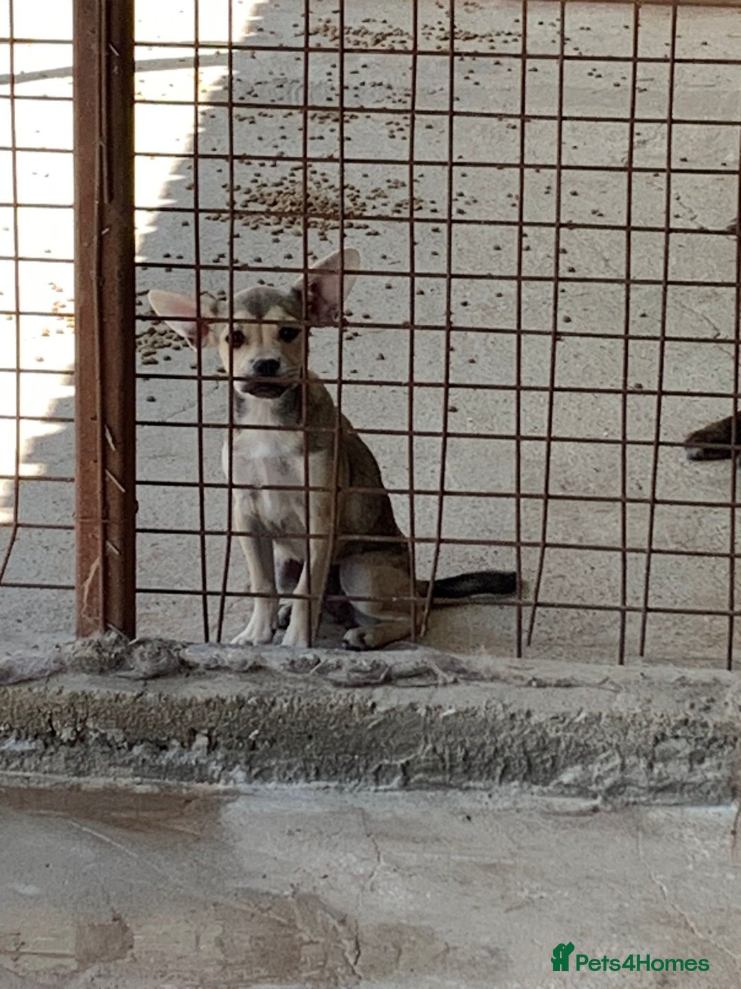 Mixed Breed dogs for adoption: Bugsy, approx 6 mnths. Available for adoption.  - Image 13