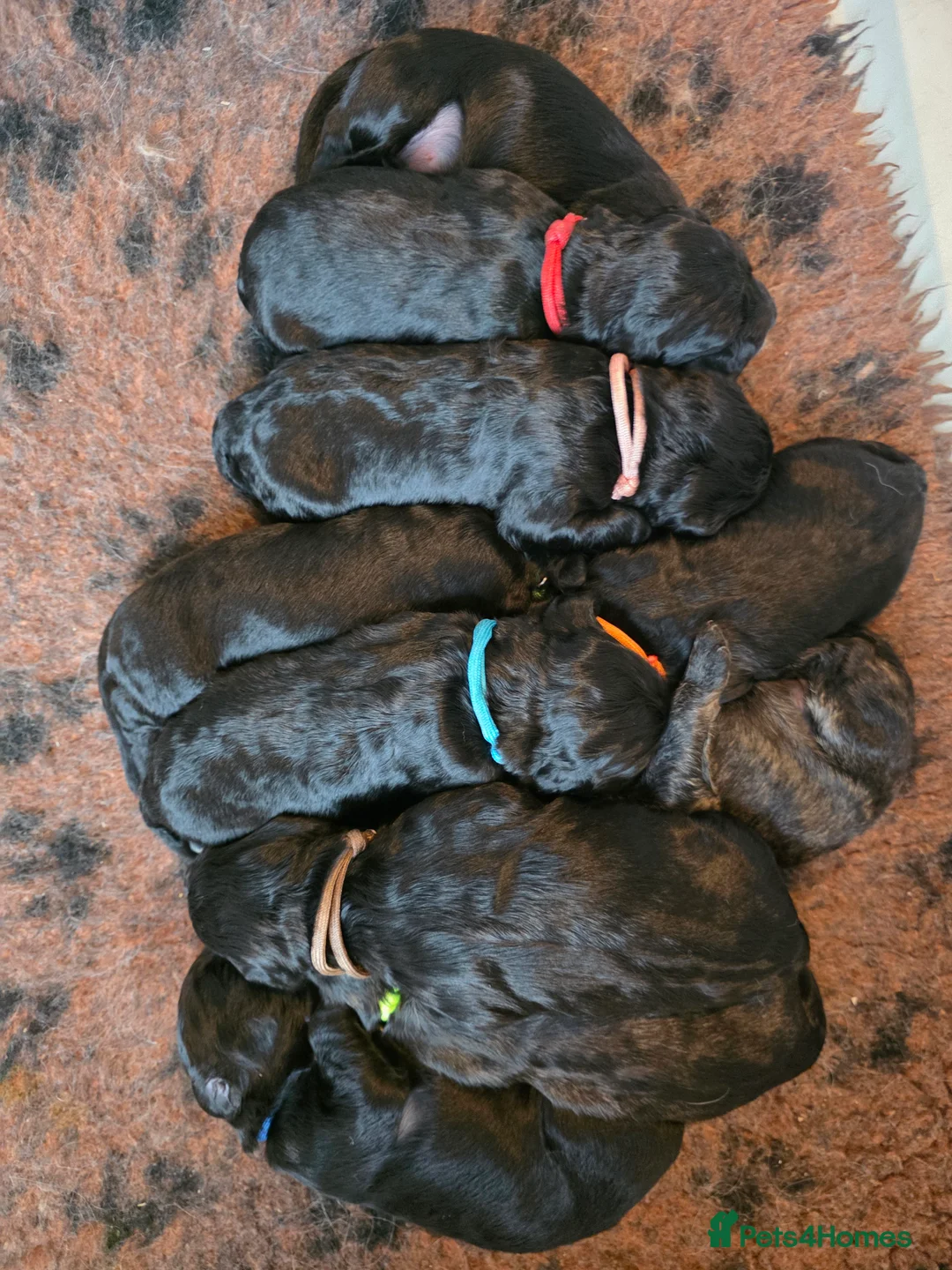 Goldendoodle dogs for sale: Outstanding F1 Goldendoodle Puppies - Advert 8