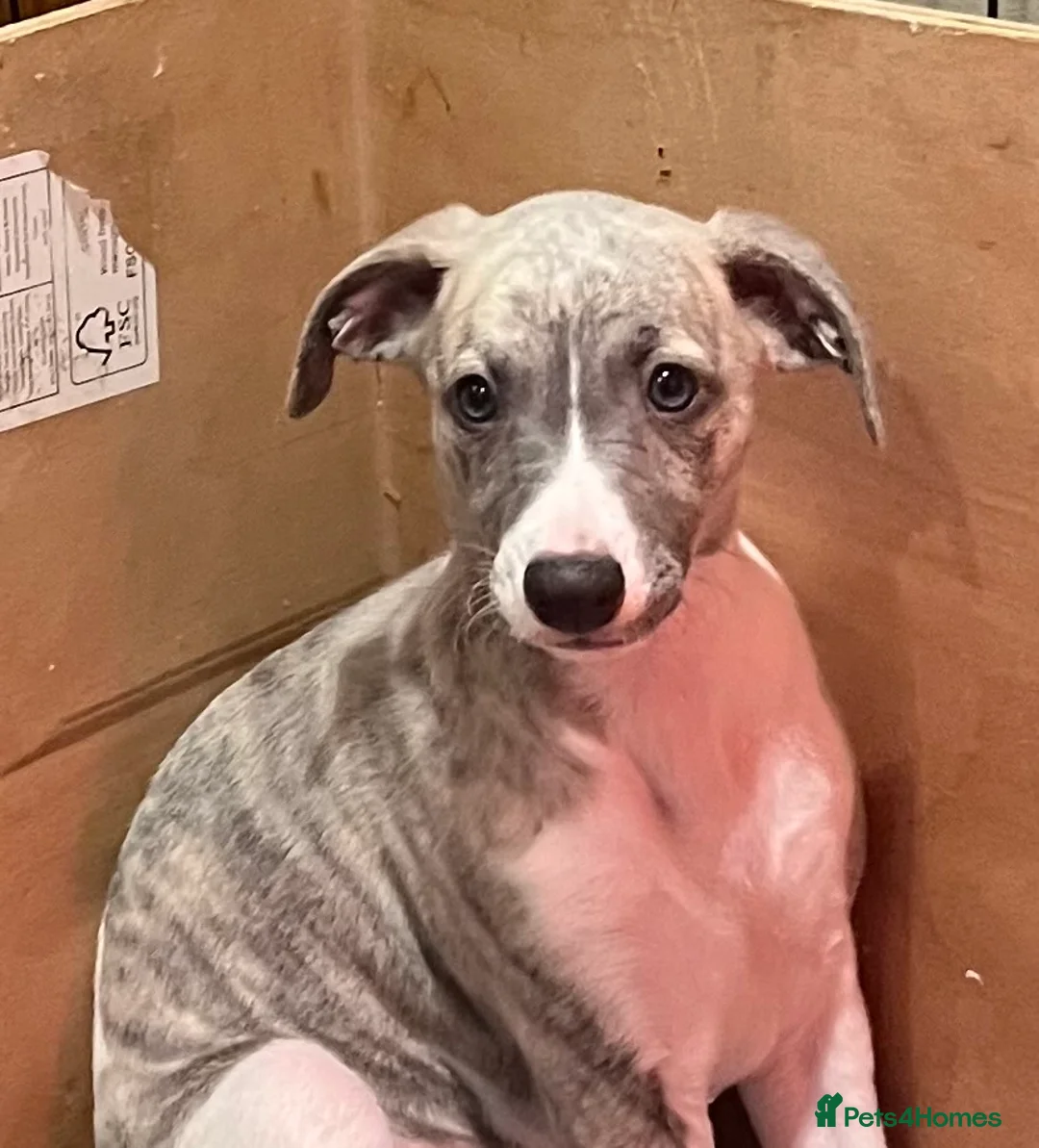 Whippet dogs for sale: KC REGISTERED Whippet puppies for Sale - Advert 7