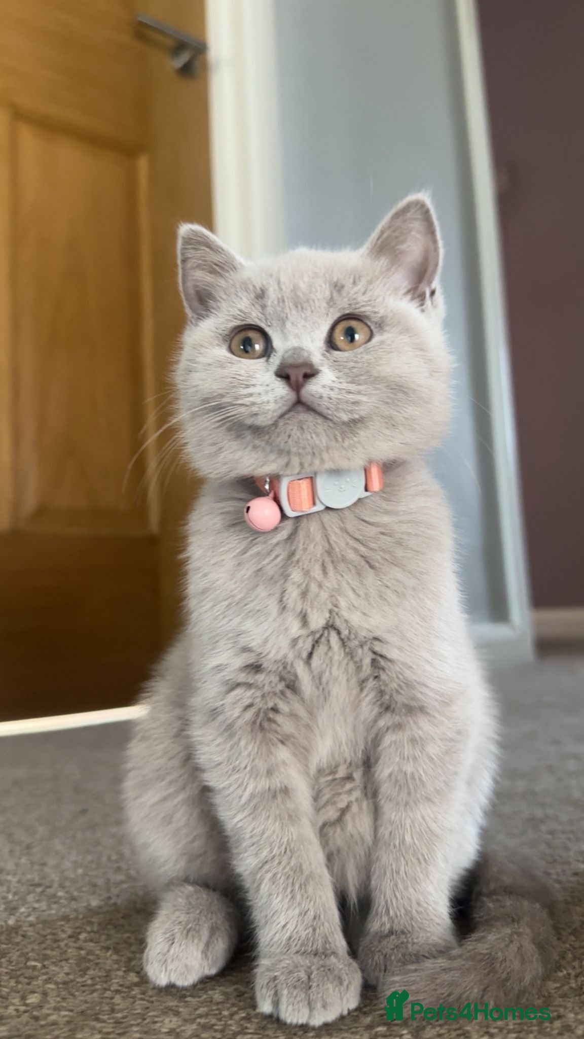 British Shorthair cats British shorthair kittens - Advert 6