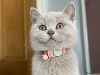 British Shorthair cats British shorthair kittens - Advert 6