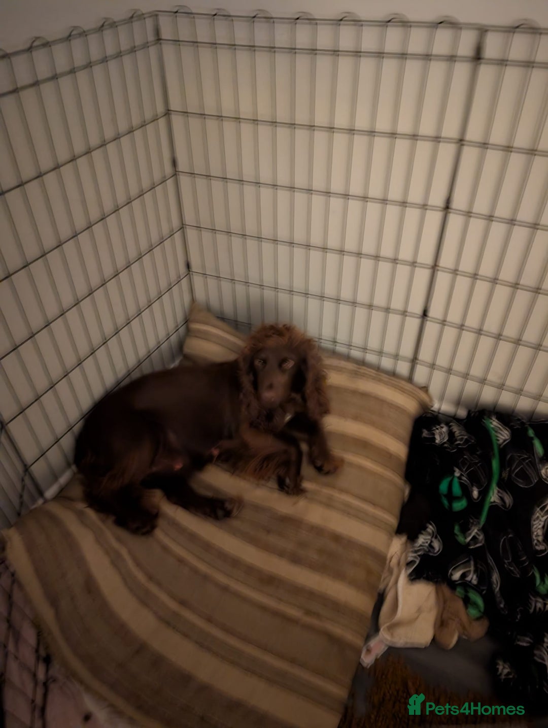 Cocker Spaniel dogs for sale: 2 Chocolate Cocker boys Working type 8 weeks old  - Advert 5