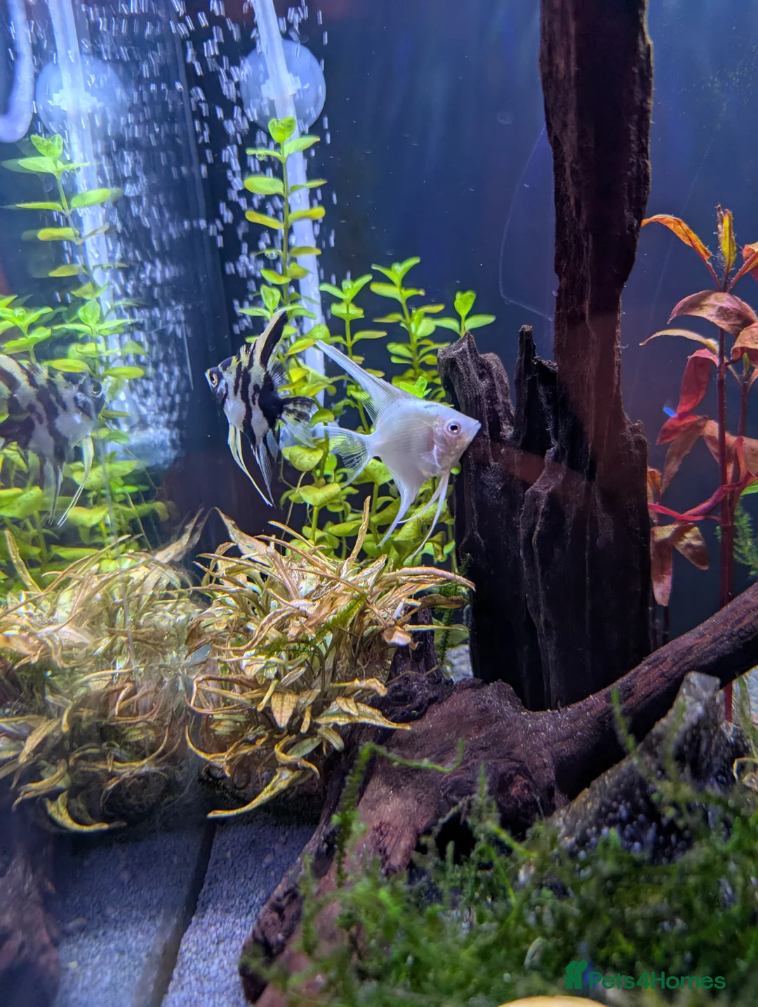 Angelfish fish for sale: A pair of Angel fish for sale  in Wigan - Advert 1