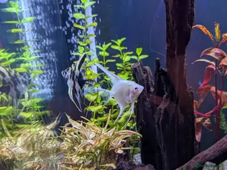 Angelfish fish A pair of Angel fish for sale - Advert 1